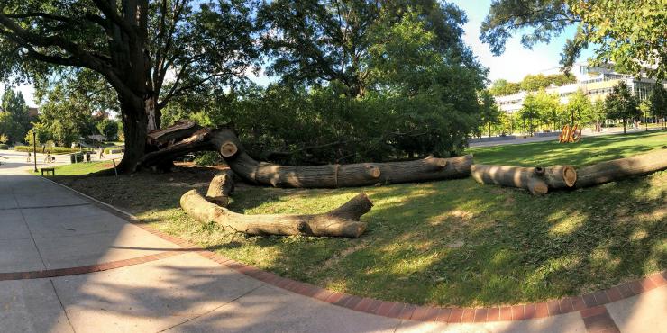 willow oak that fell near Student Center