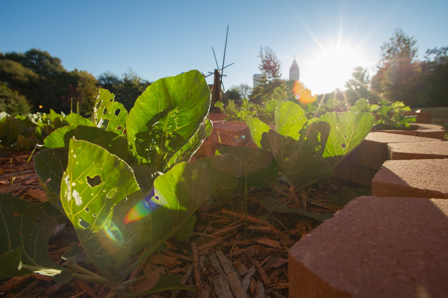 The community garden on west campus is home to dozens of different crops