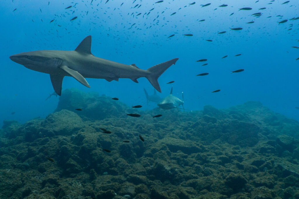Sharks in the open ocean.