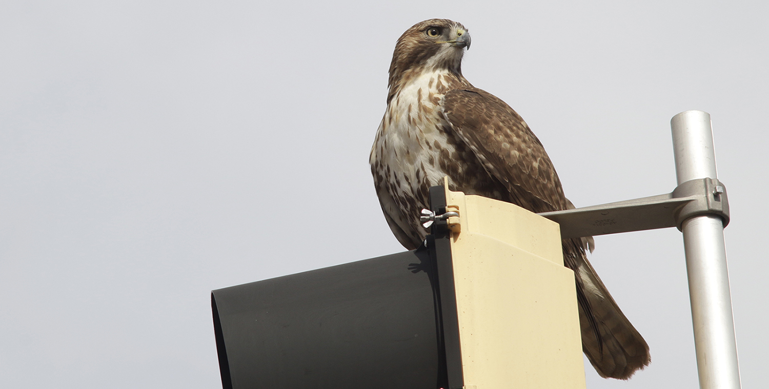 hawk perched on campus