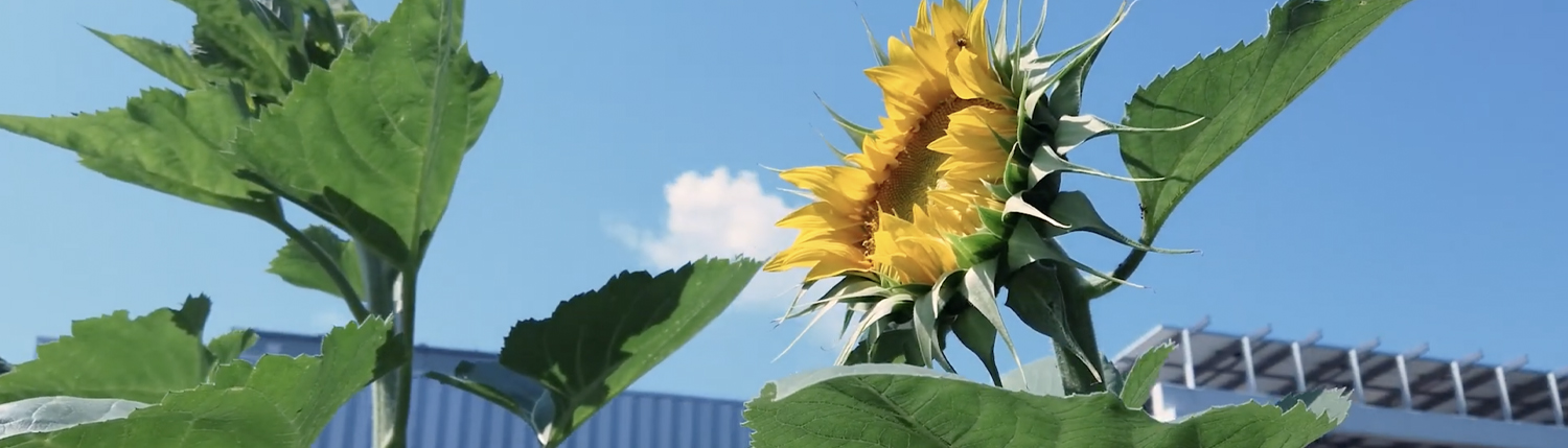 sunflowers grow on top of The Kendeda Building for Innovative Sustainable Design