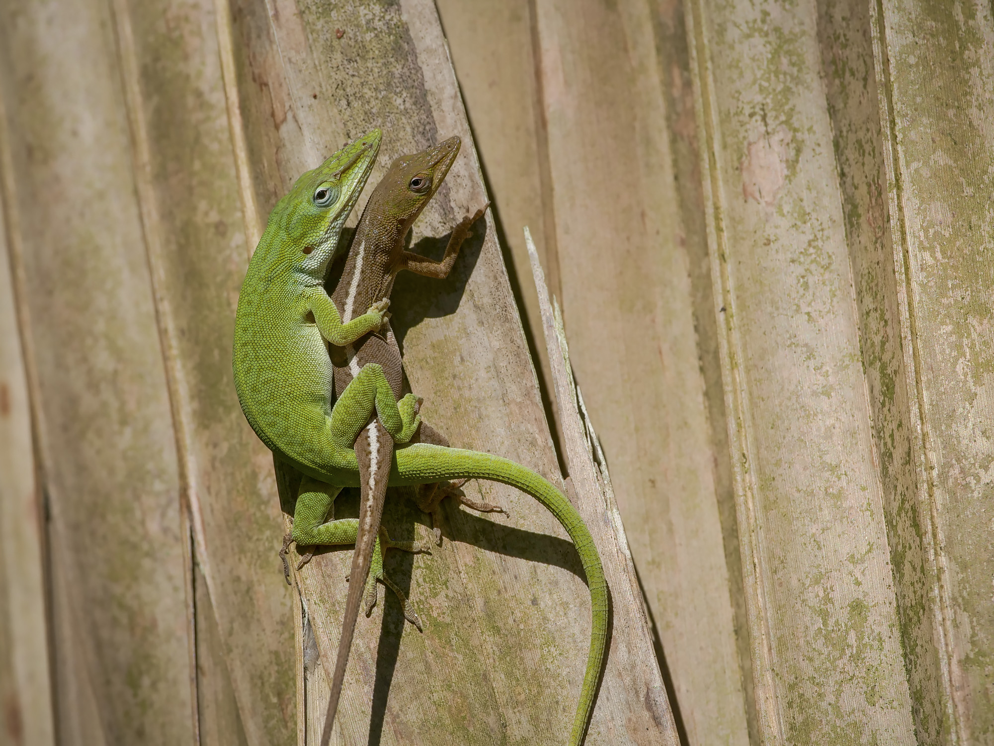 Two American green anole lizards. Credit: Day's Edge Productions
