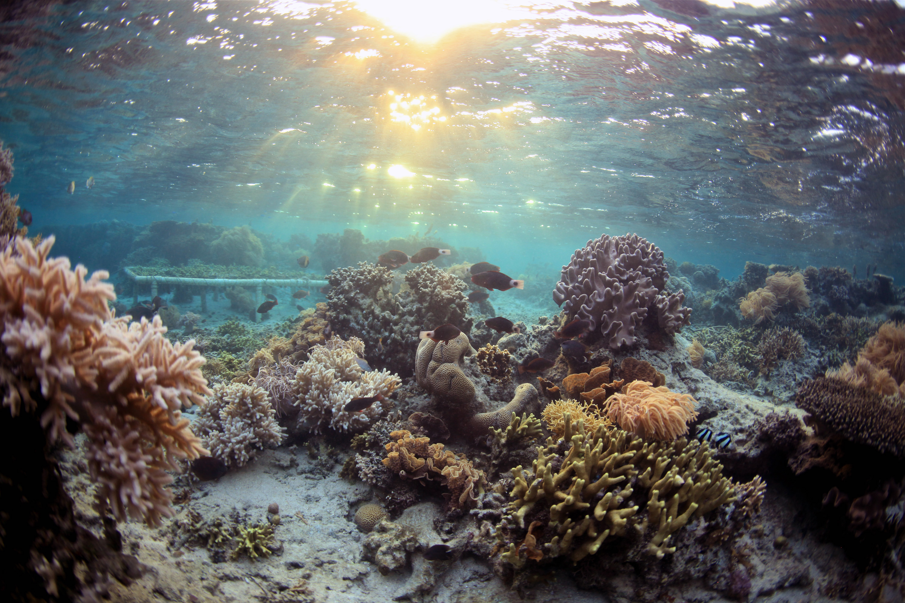 An experimental coral rack is deployed on a shallow reef within the marine reserve at Totua, Viti Levu, Fiji. The rack was used for research into chemical warfare between seaweeds and corals. (Photo: Hunter Hay)