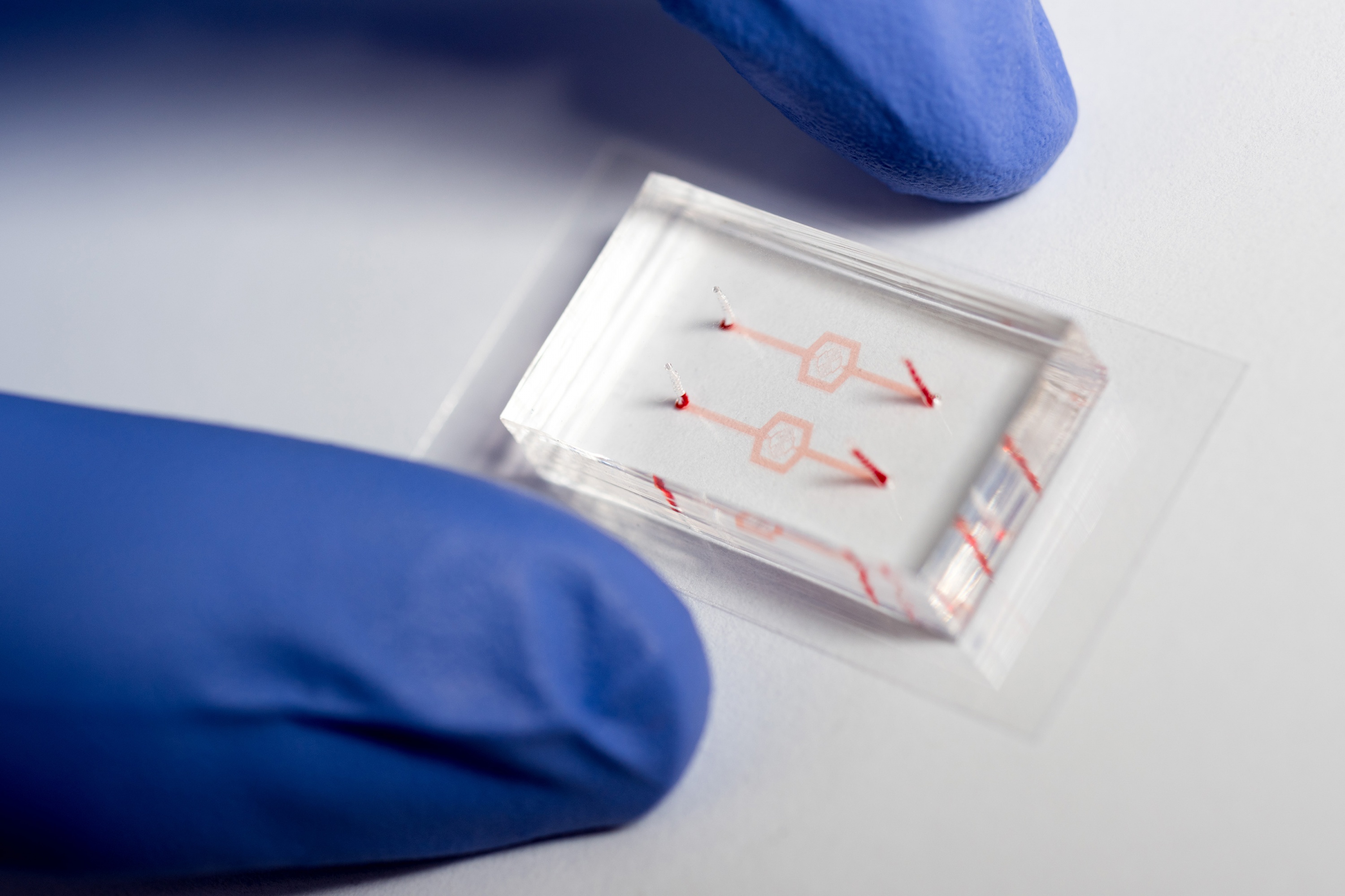 Researchers at Georgia Tech and Emory University fabricated model blood vessel systems that include artificial blood vessels with diameters as narrow as the smallest capillaries in the body. The systems were used to study the activity of white blood cells as they were affected by drugs that tend to make them softer, which facilitates their entry into blood circulation. (Credit: Rob Felt, Georgia Tech)