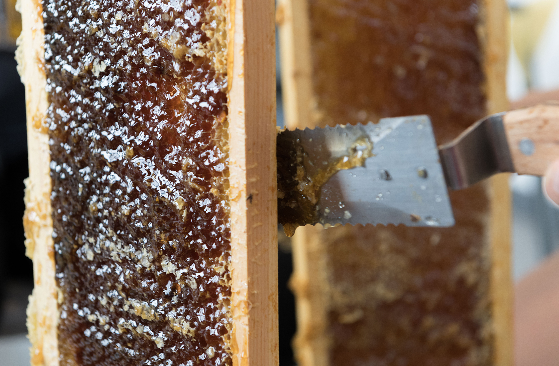 honey bee project