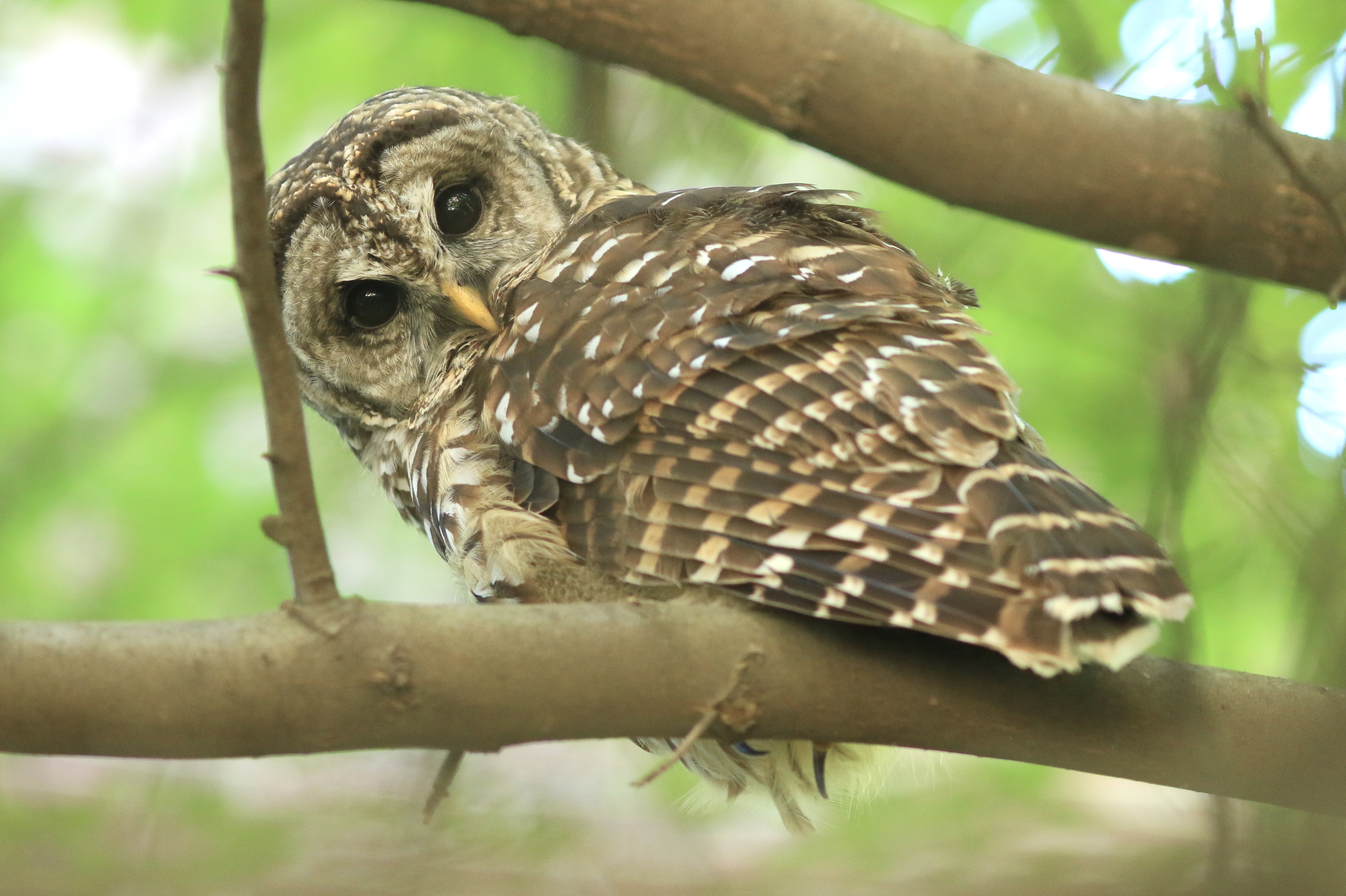 barred owl on a tree in green space between IBB and IEN buildings 