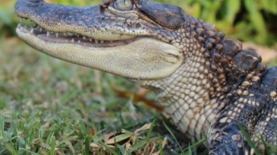 Both humans and alligators have four-chamber hearts, but alligator hearts are uniquely resilient to temperature extremes. (Photo credit: Z. Owerkowicz)

 