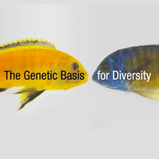 Two fish looking at each oter. One is gold and one is blue. The words, "The Genetic Basis for Diversity."