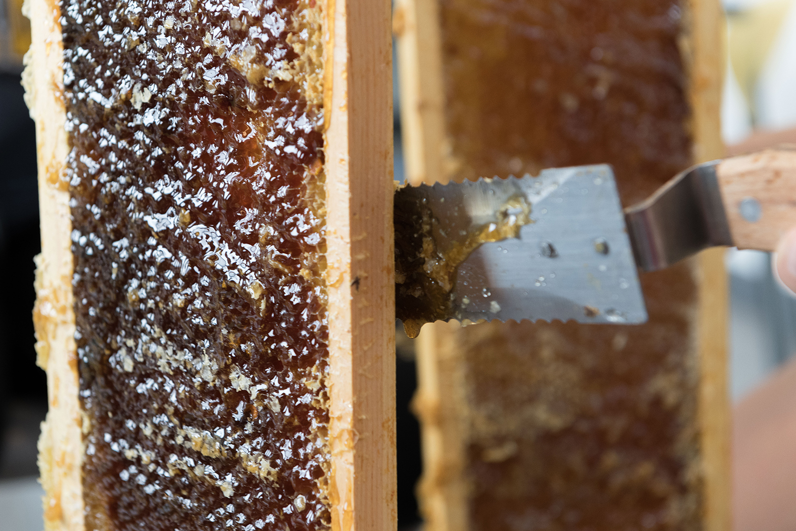 honey scraping