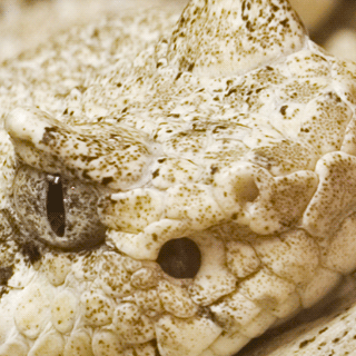 A close up of a sidewinder rattlesnake.