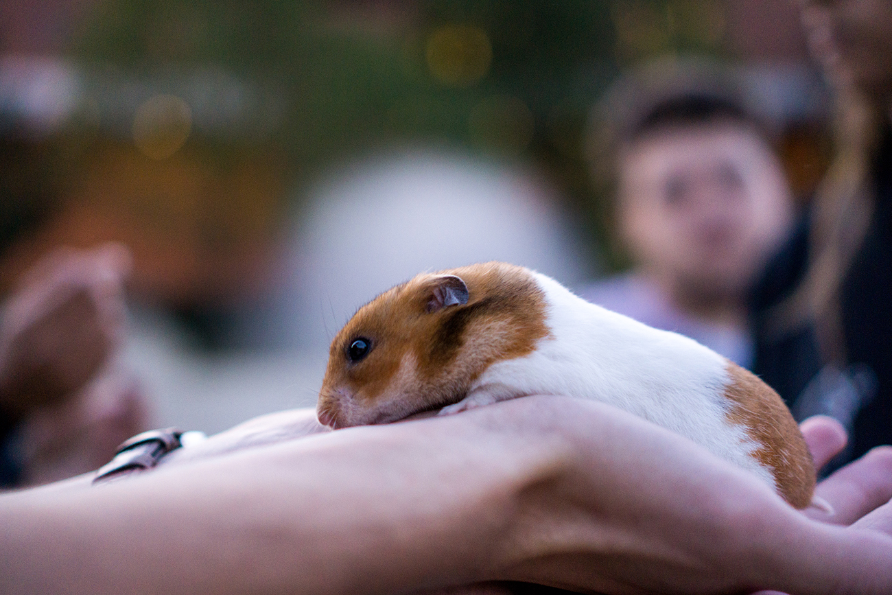 Molly the hamster