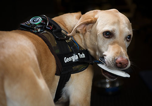 Research dog ,Schubert, chomps on a bite sensor while wearing the FIDO vest.
