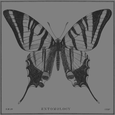 illustration - butterfly
