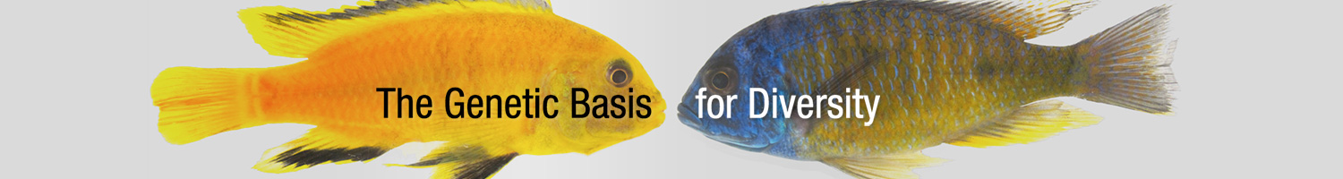 Two fish looking at each oter. One is gold and one is blue. The words, "The Genetic Basis for Diversity."