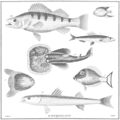 illustration fishes