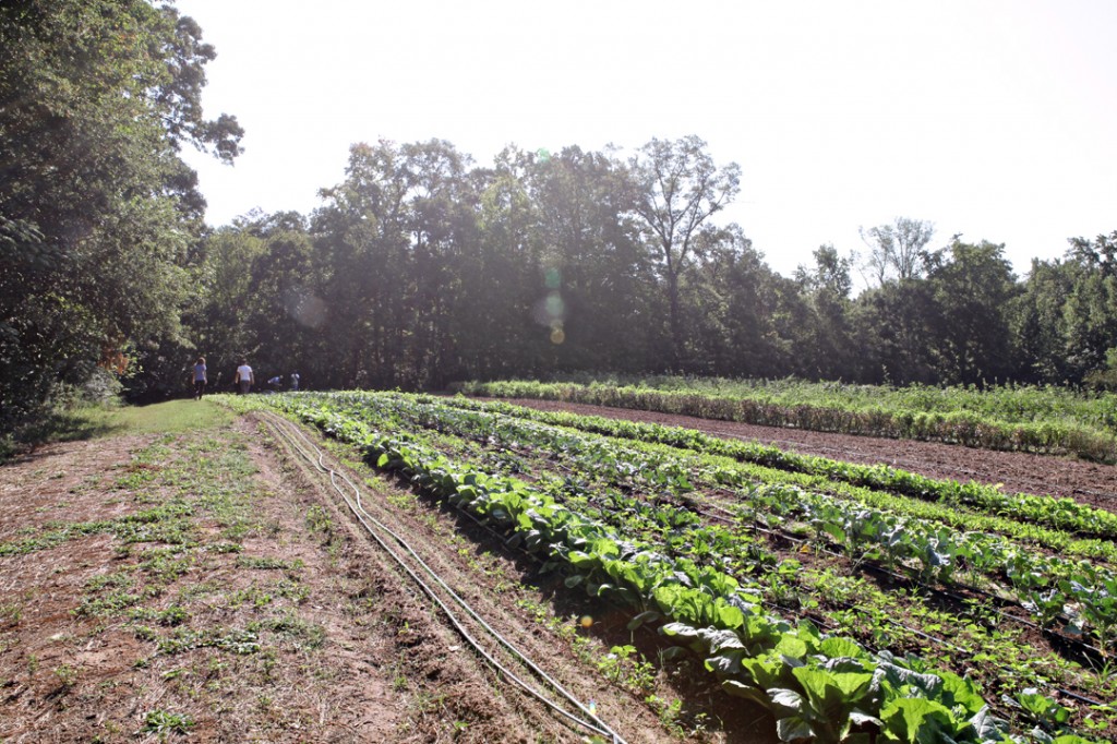 Science to Farm to Plate - Image courtesy of Gaia Gardens