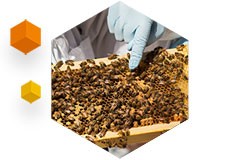 photo - bees on honeycomb