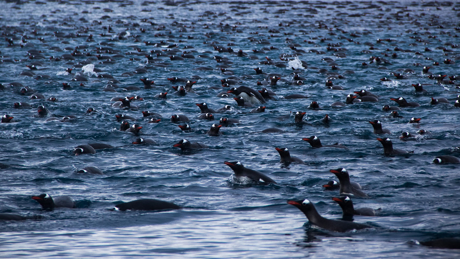 penguins in antarctica