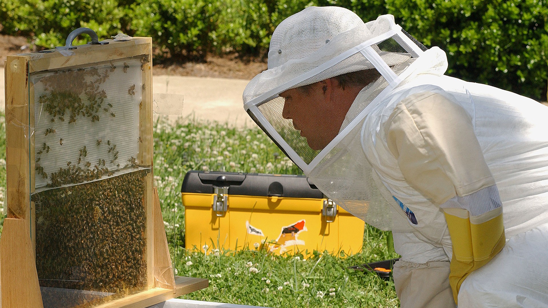 photo - beekeeper and beehive