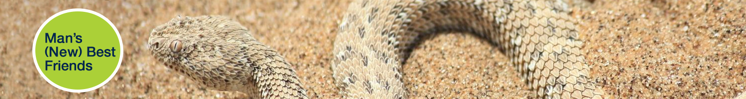 The sidewinder's movement may appear awkward, but it is evolved to speed across sandy surfaces.