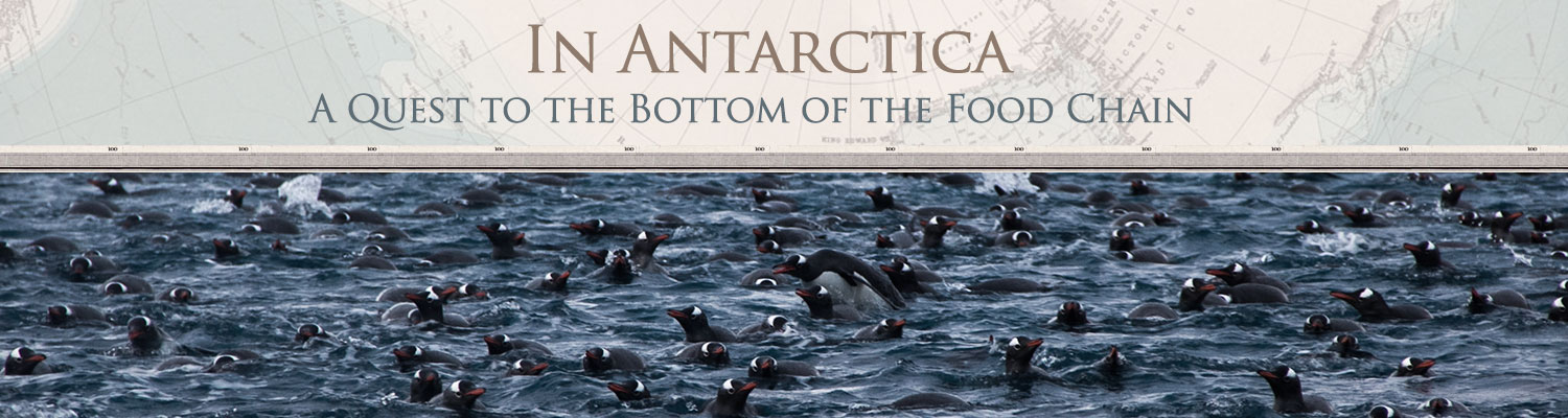 In Antarctica, a quest to the bottom of the food chain.