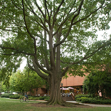 big al willow oak tree