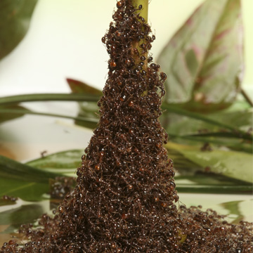 Ant tower on stalk