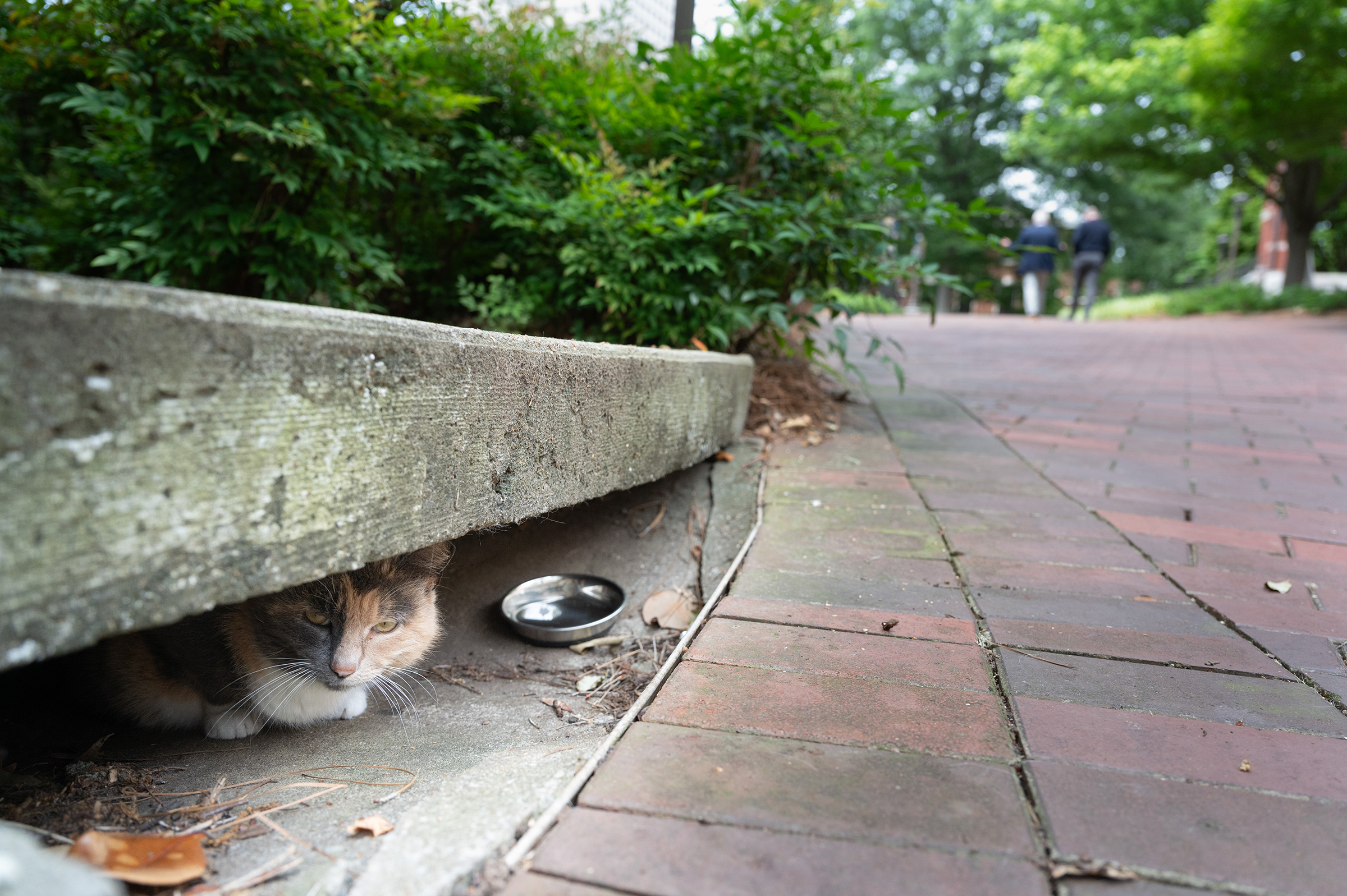 cat in sewer