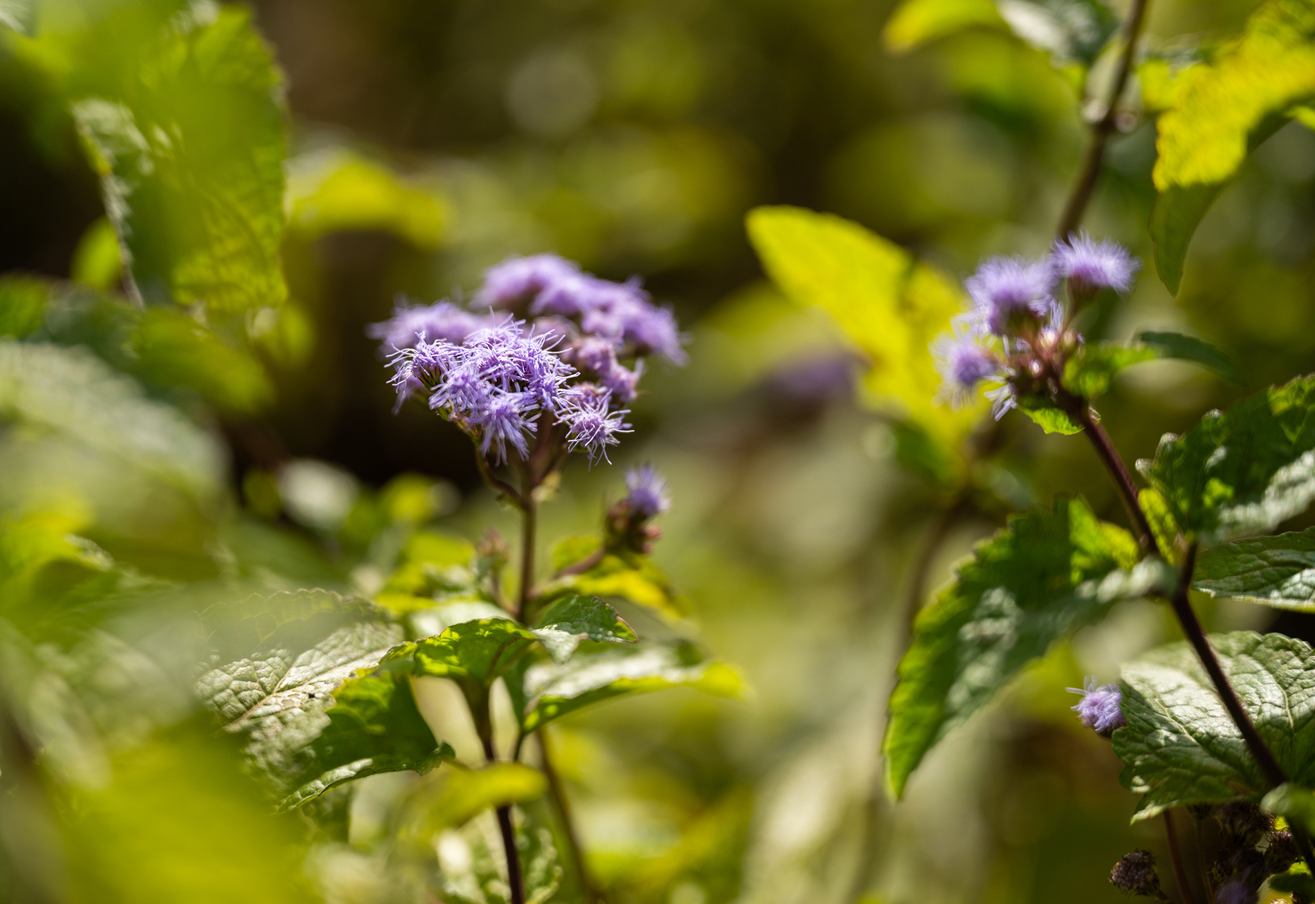 Eco commons flowers 