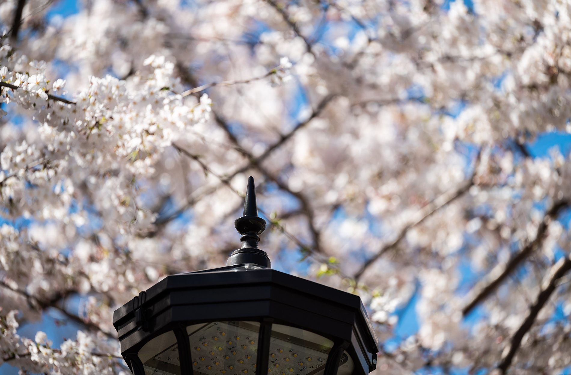 campus in bloom