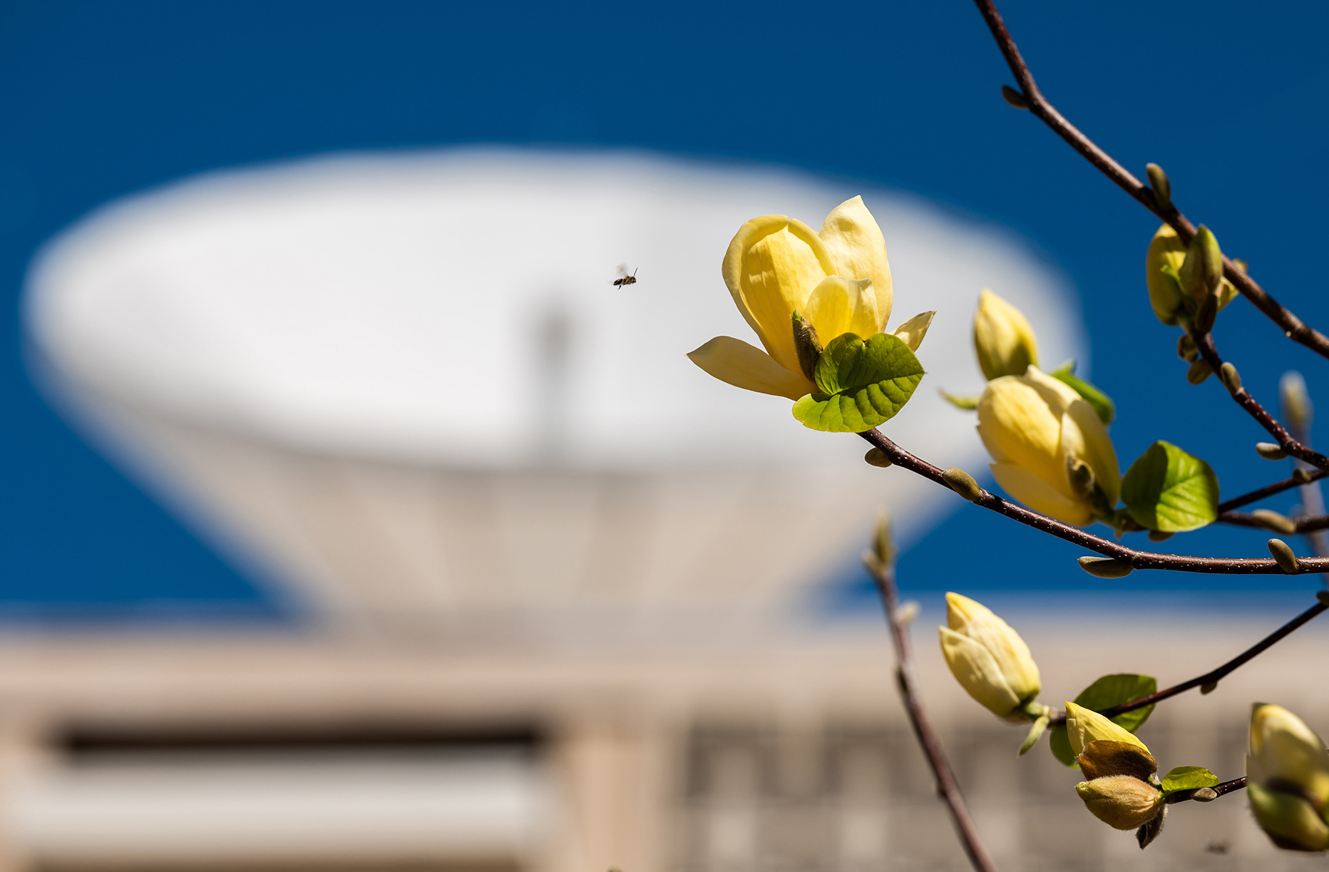 saucer magnolia