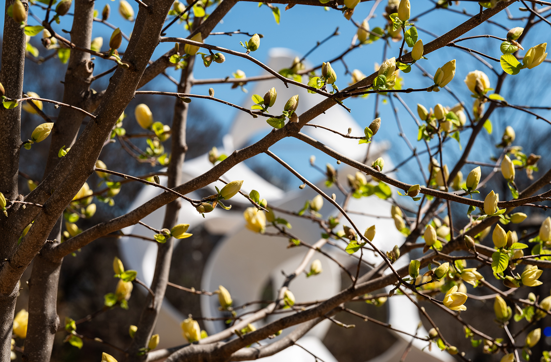 saucer magnolia