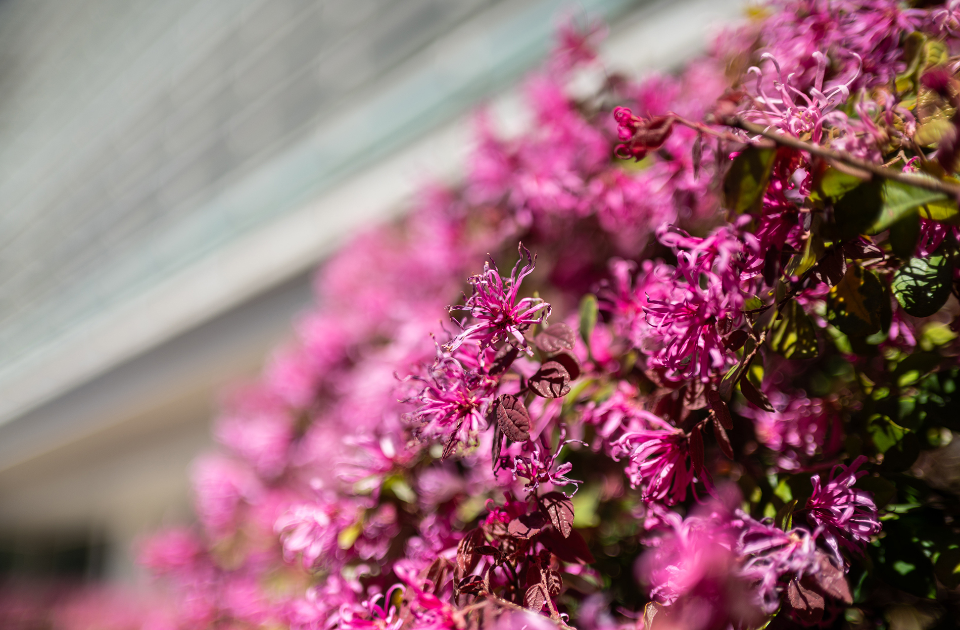 chinese fringe flower