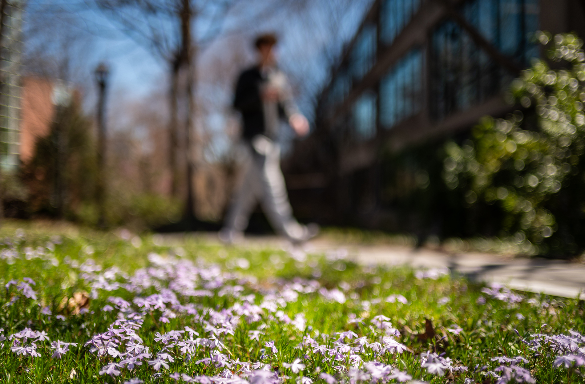 moss phlox