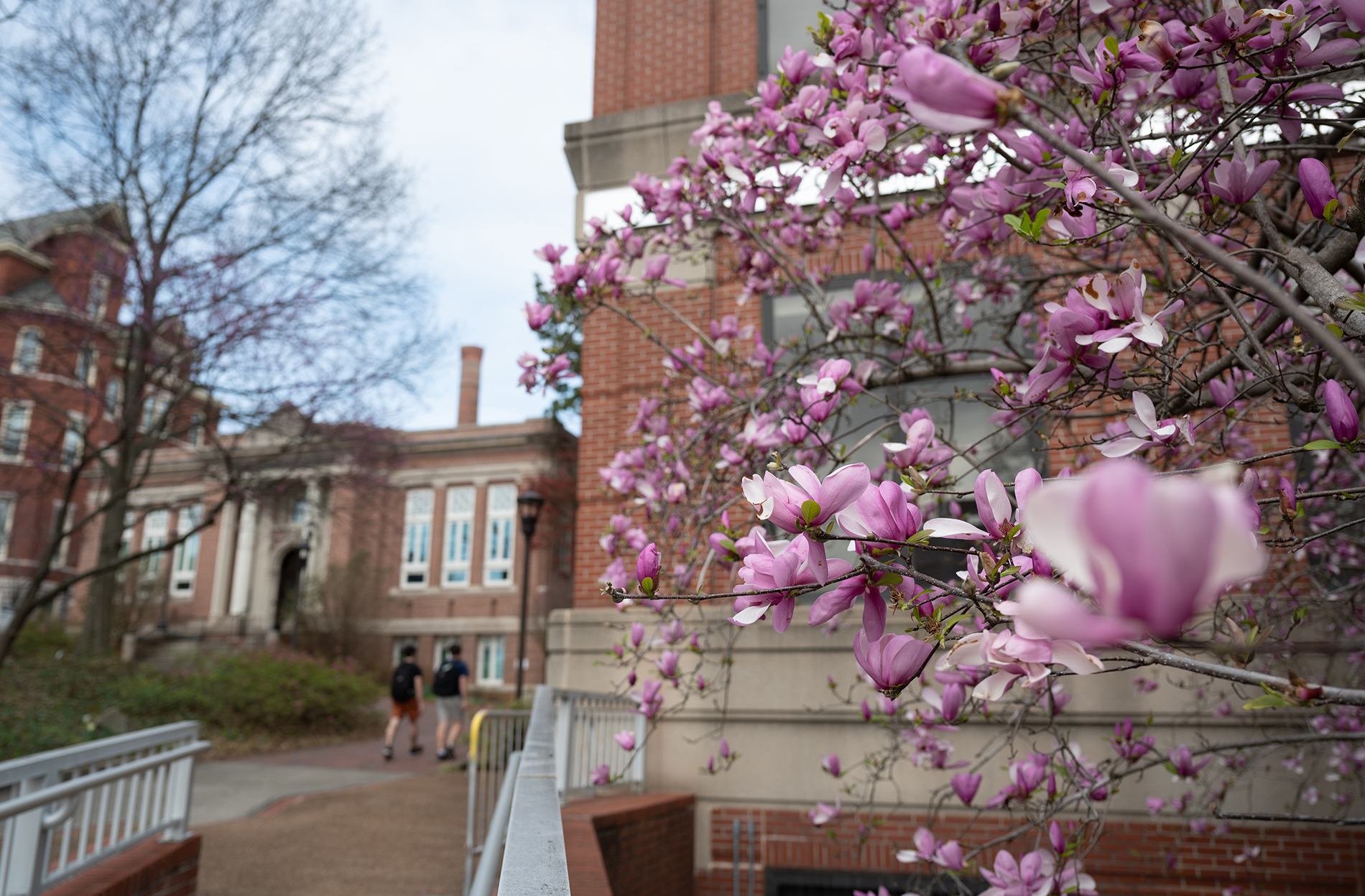 saucer magnolia