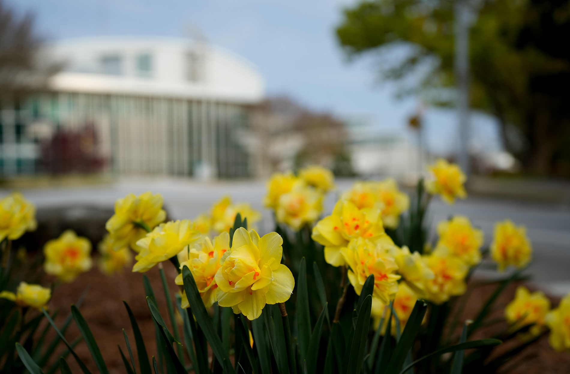 daffodils