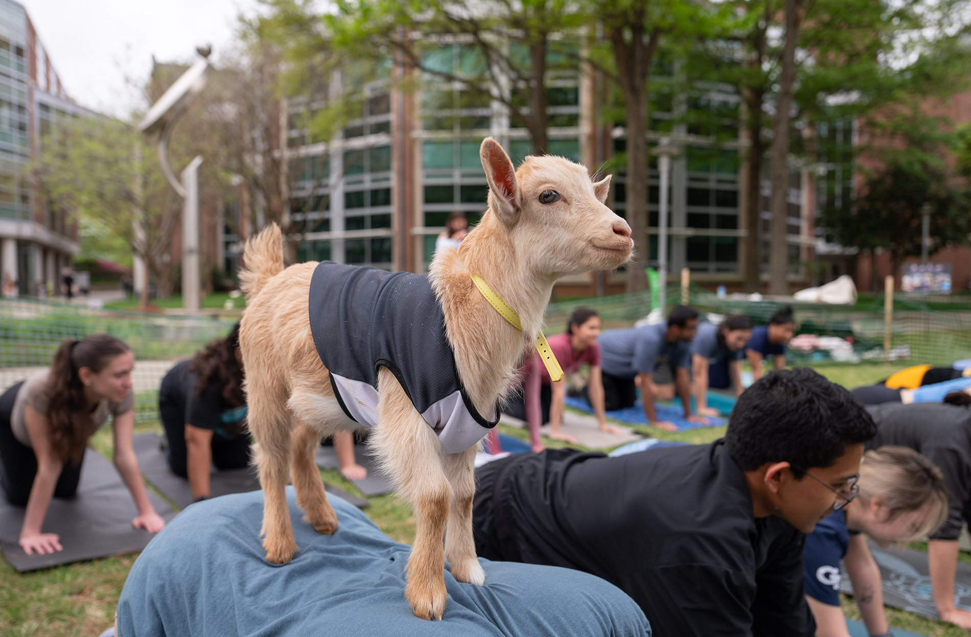 goat yoga