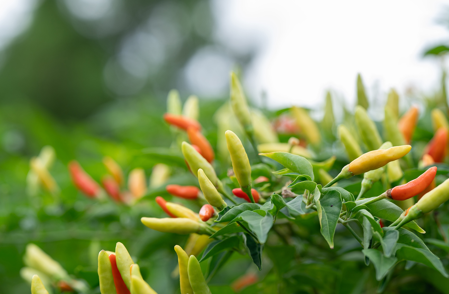 peppers in the community garden