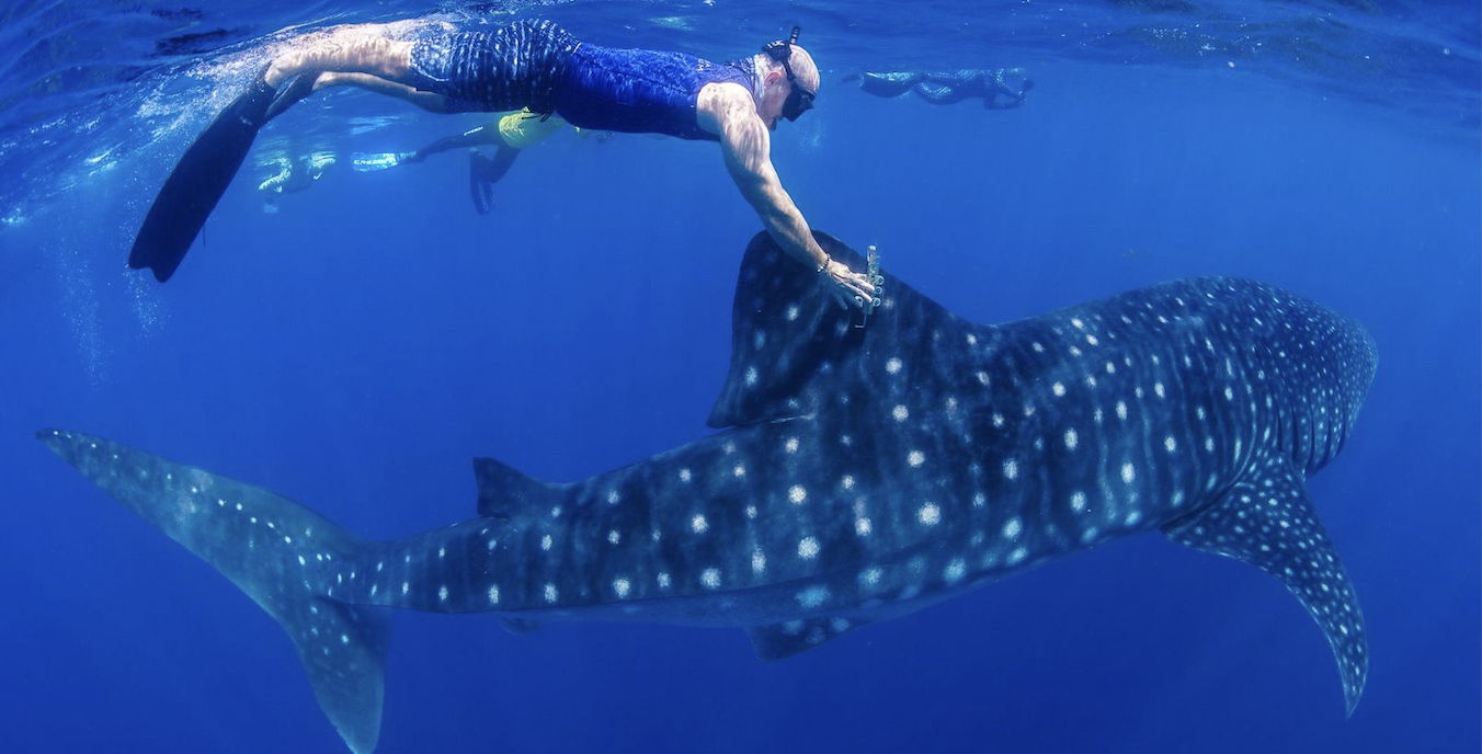 Cameron Perry diving with whale sharks. 