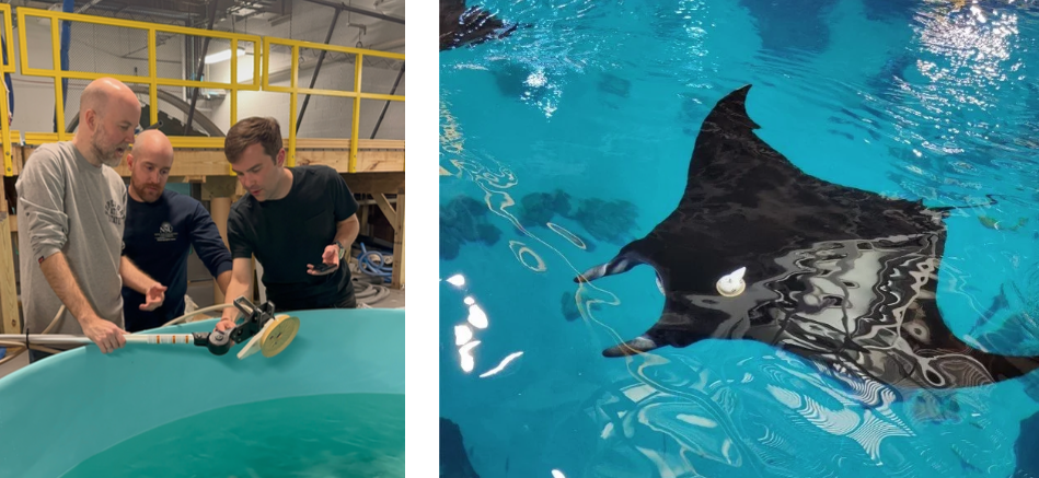 Manta Tagging Project