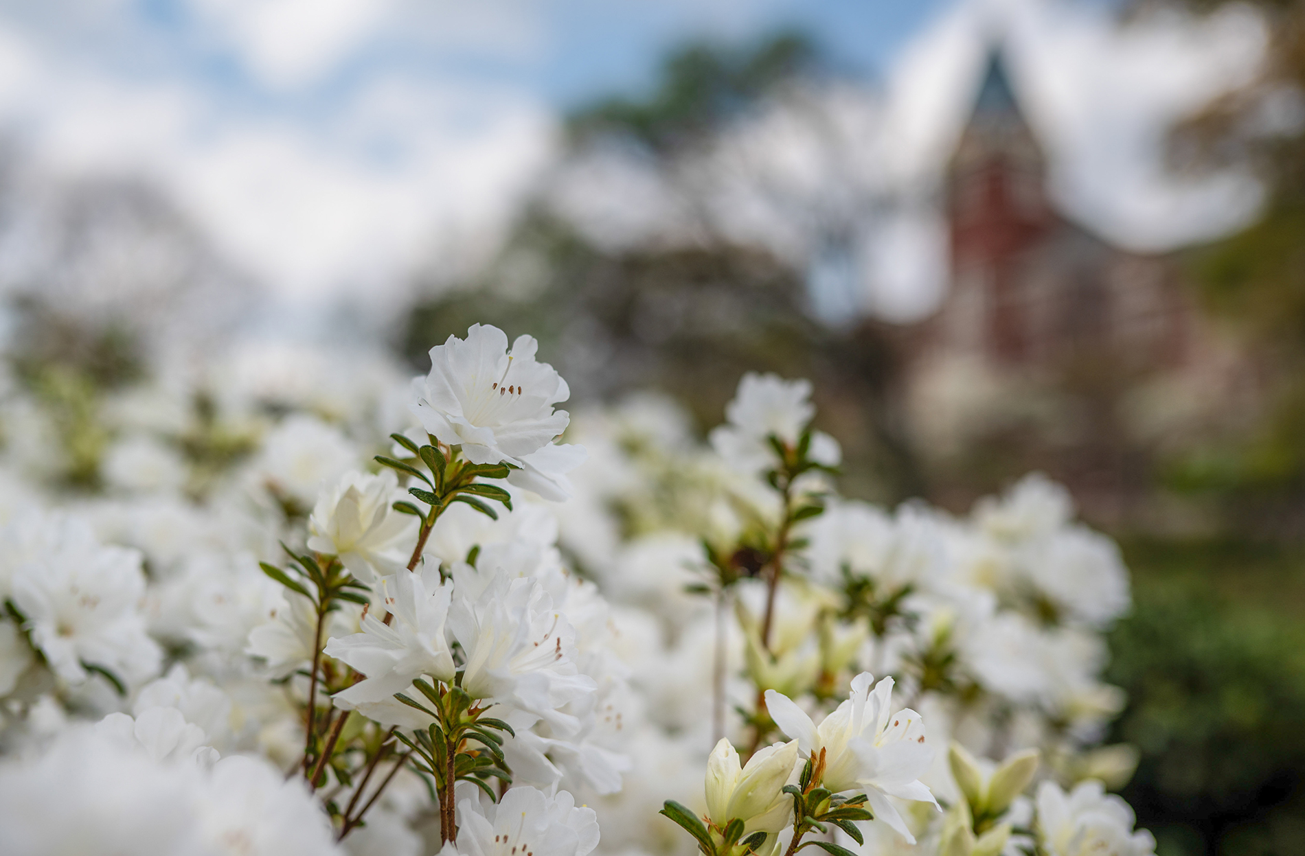 tech tower and flowers