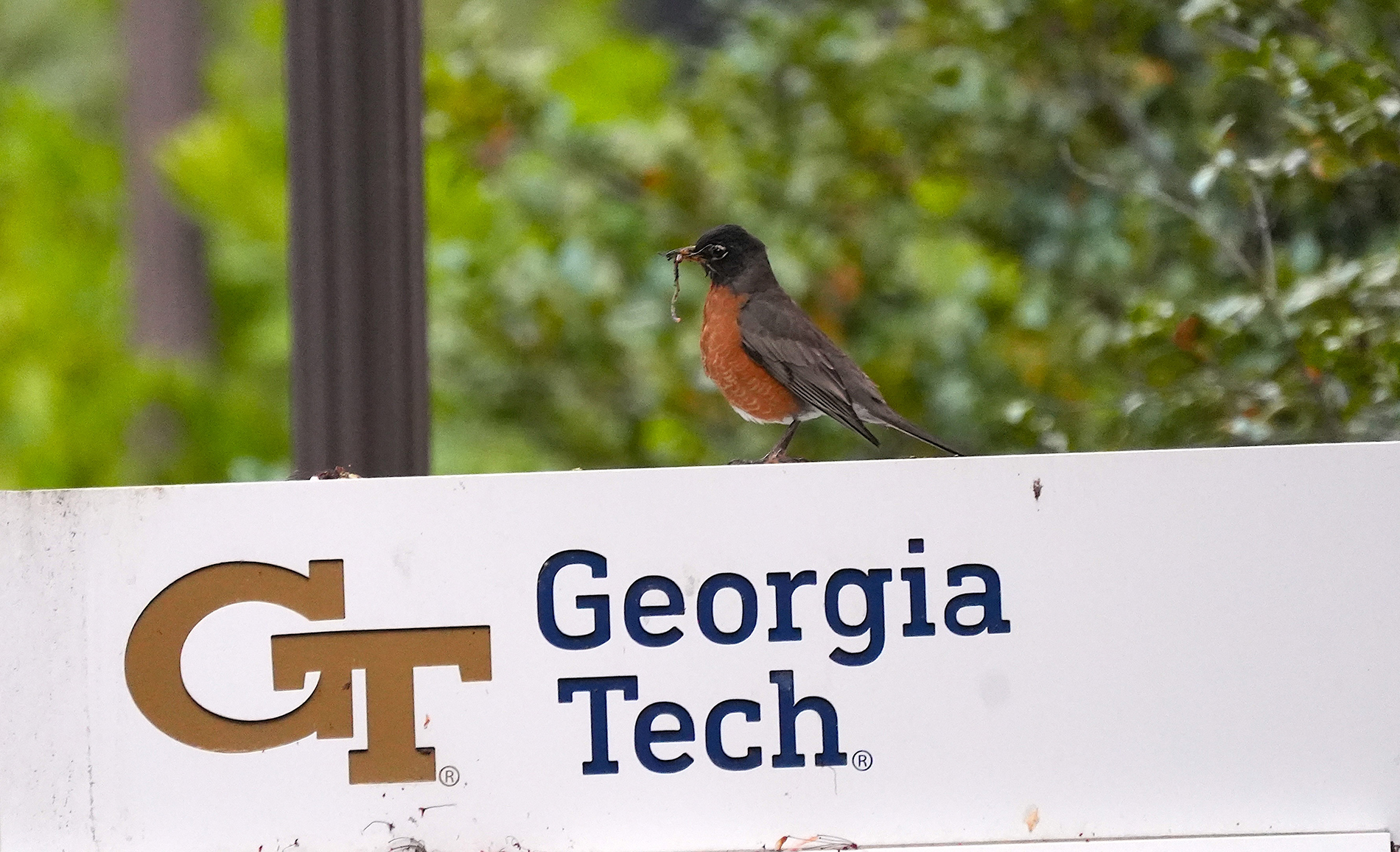 a robin on a georgia tech sign