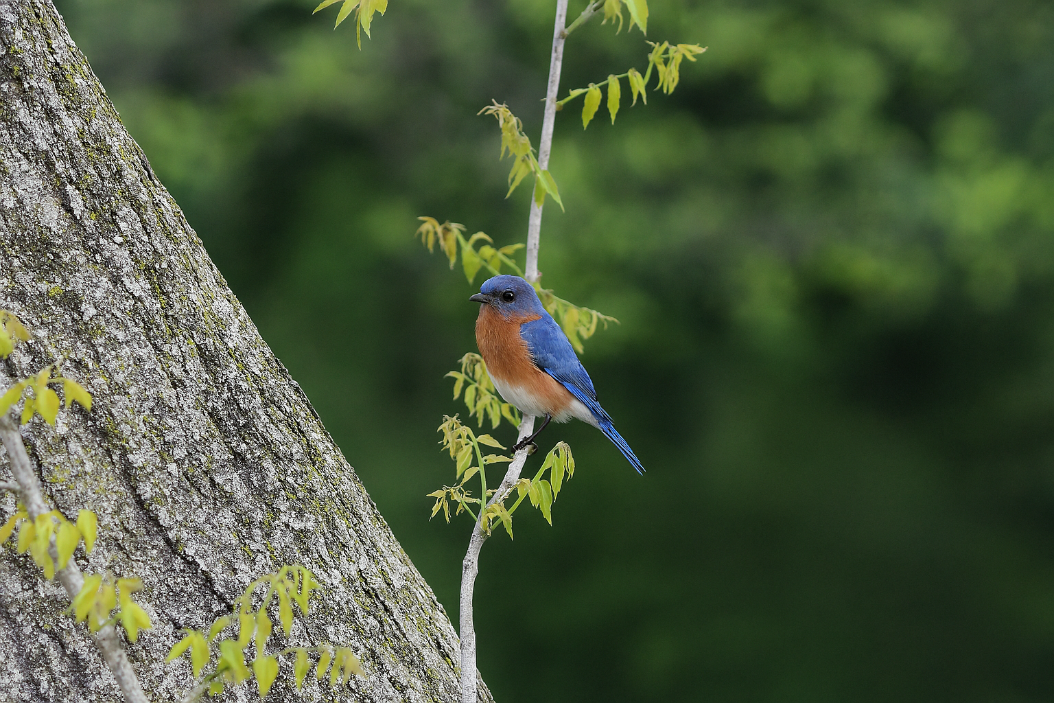 Eastern Bluebird