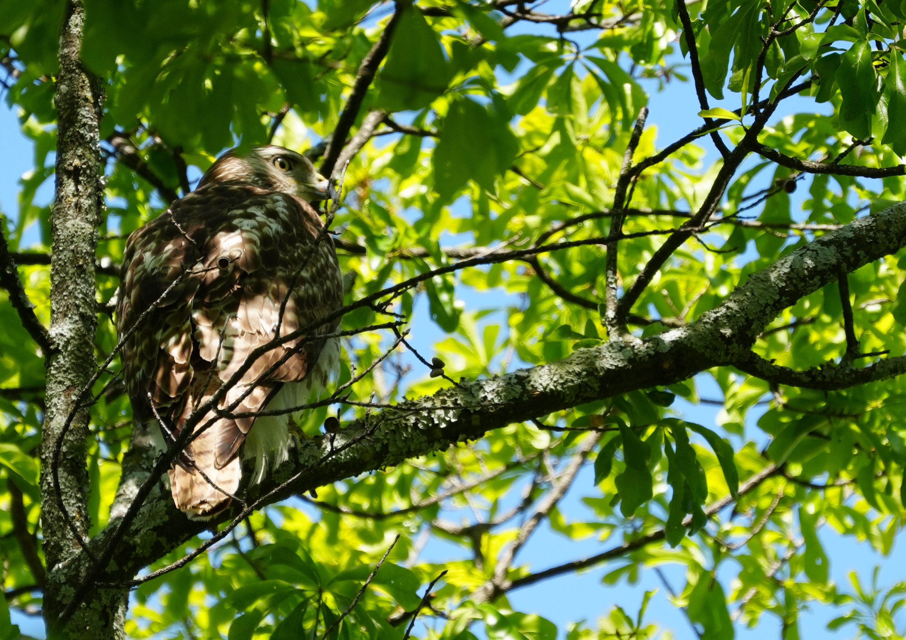 Red-shouldered Hawk
