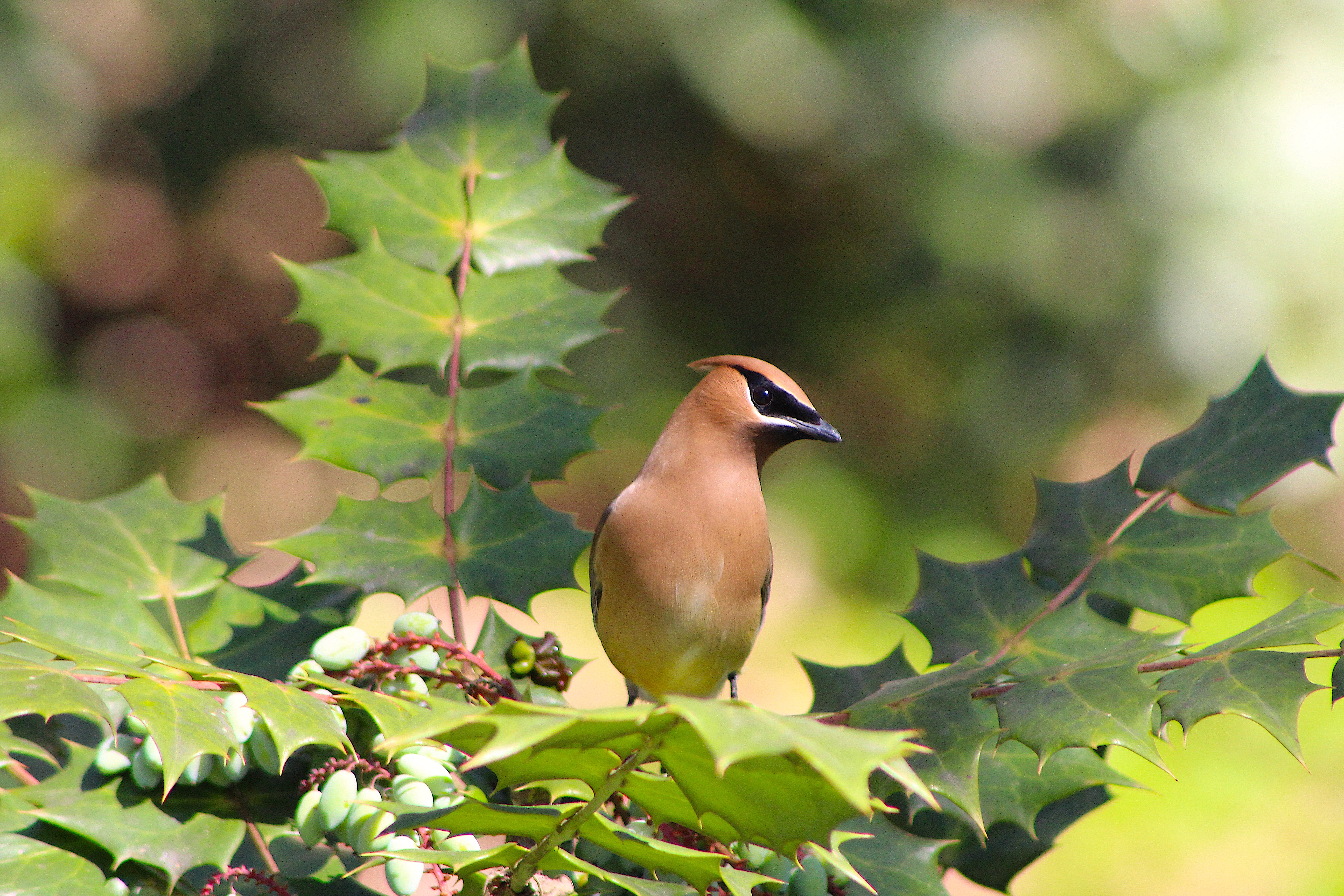 Cedar Waxwing