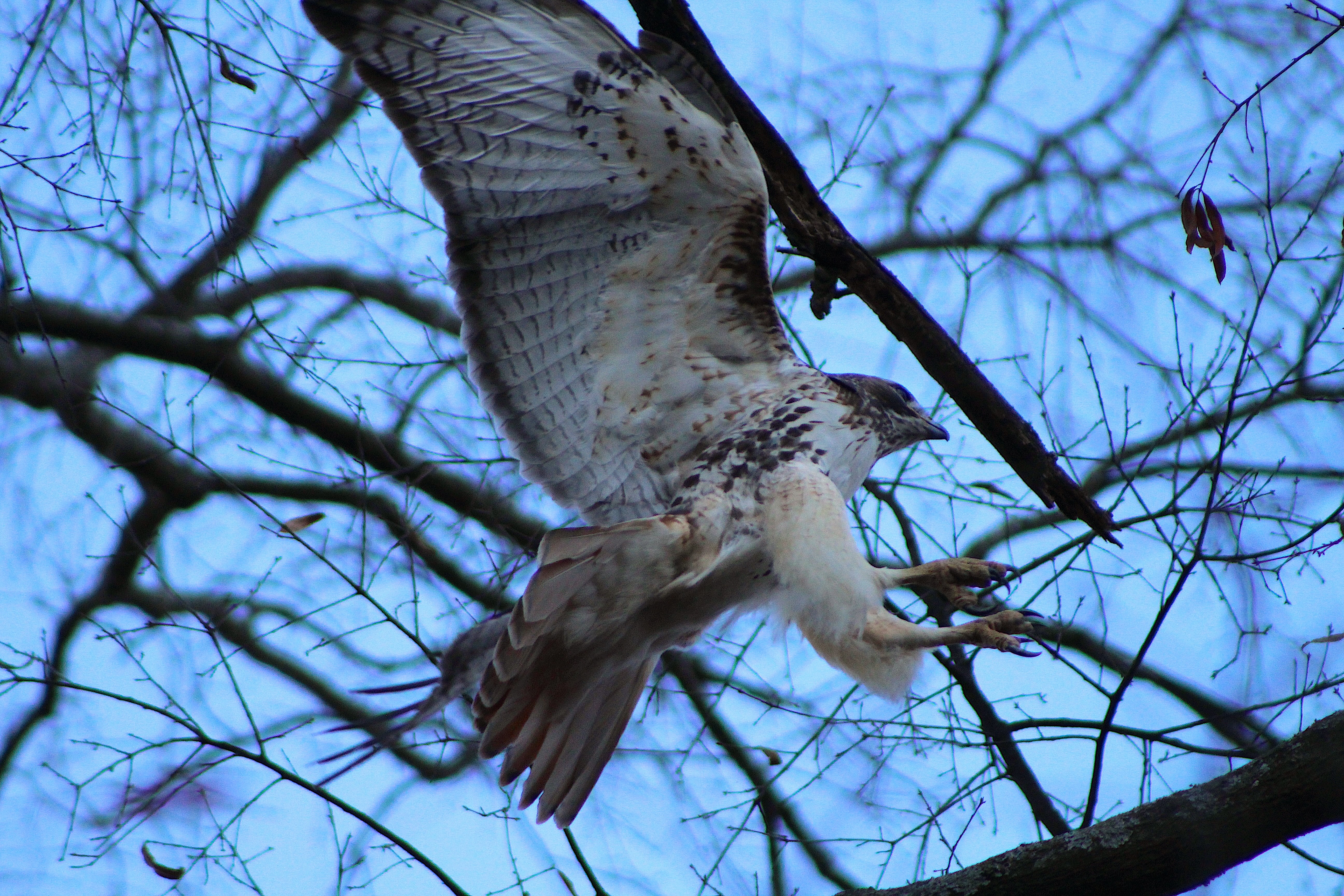 Red-tailed Hawk