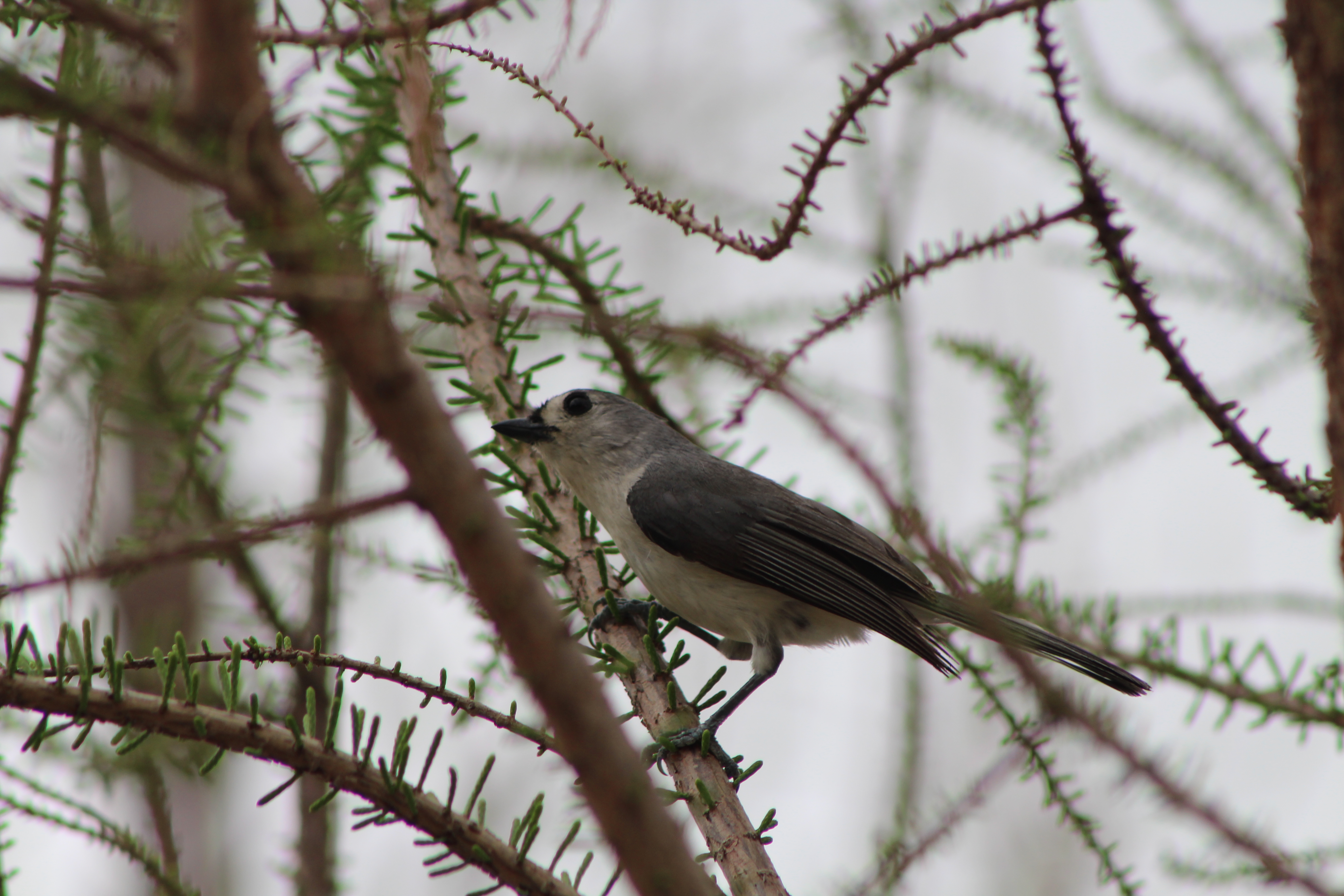 Tufted Titmouse