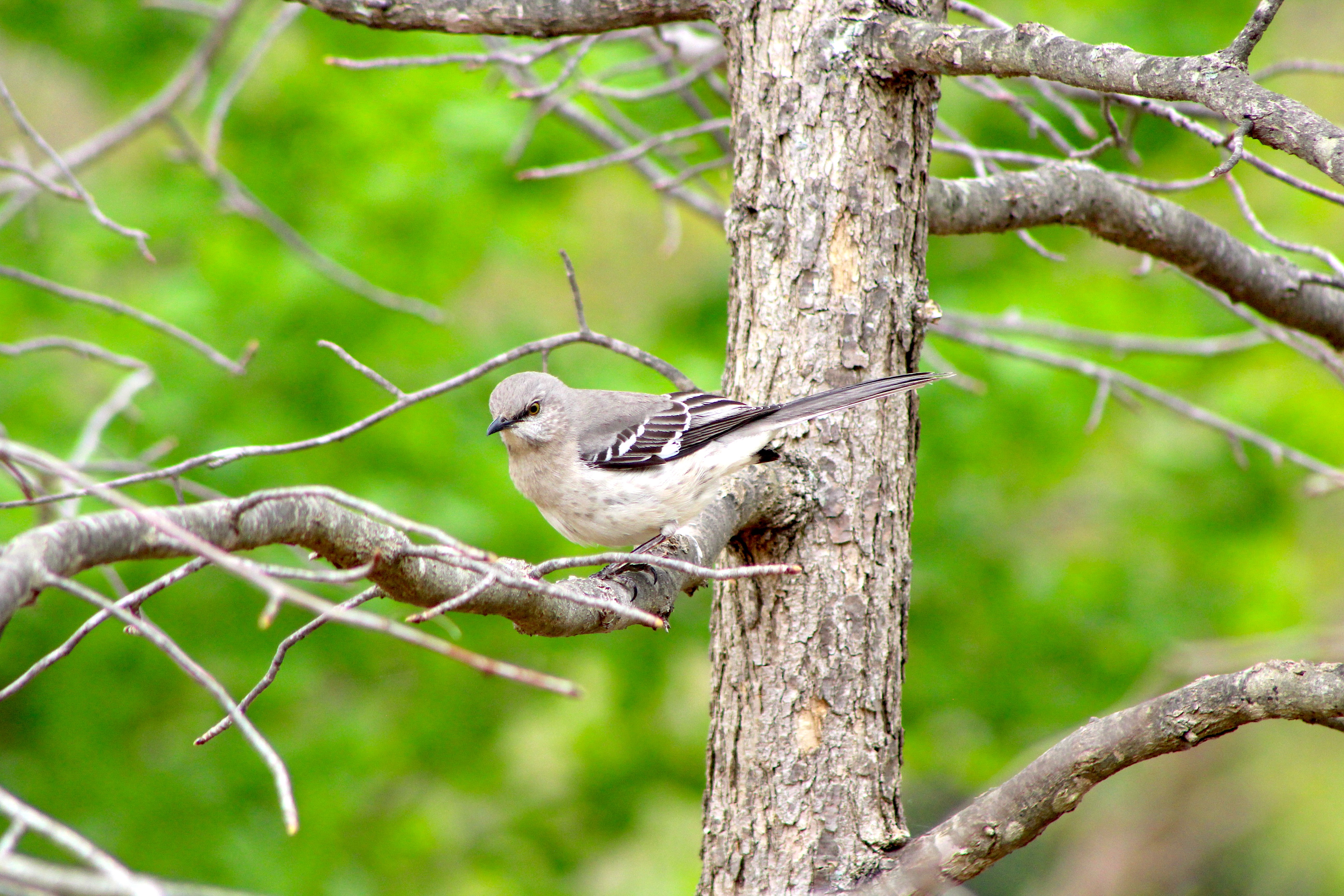 Northern Mockingbird