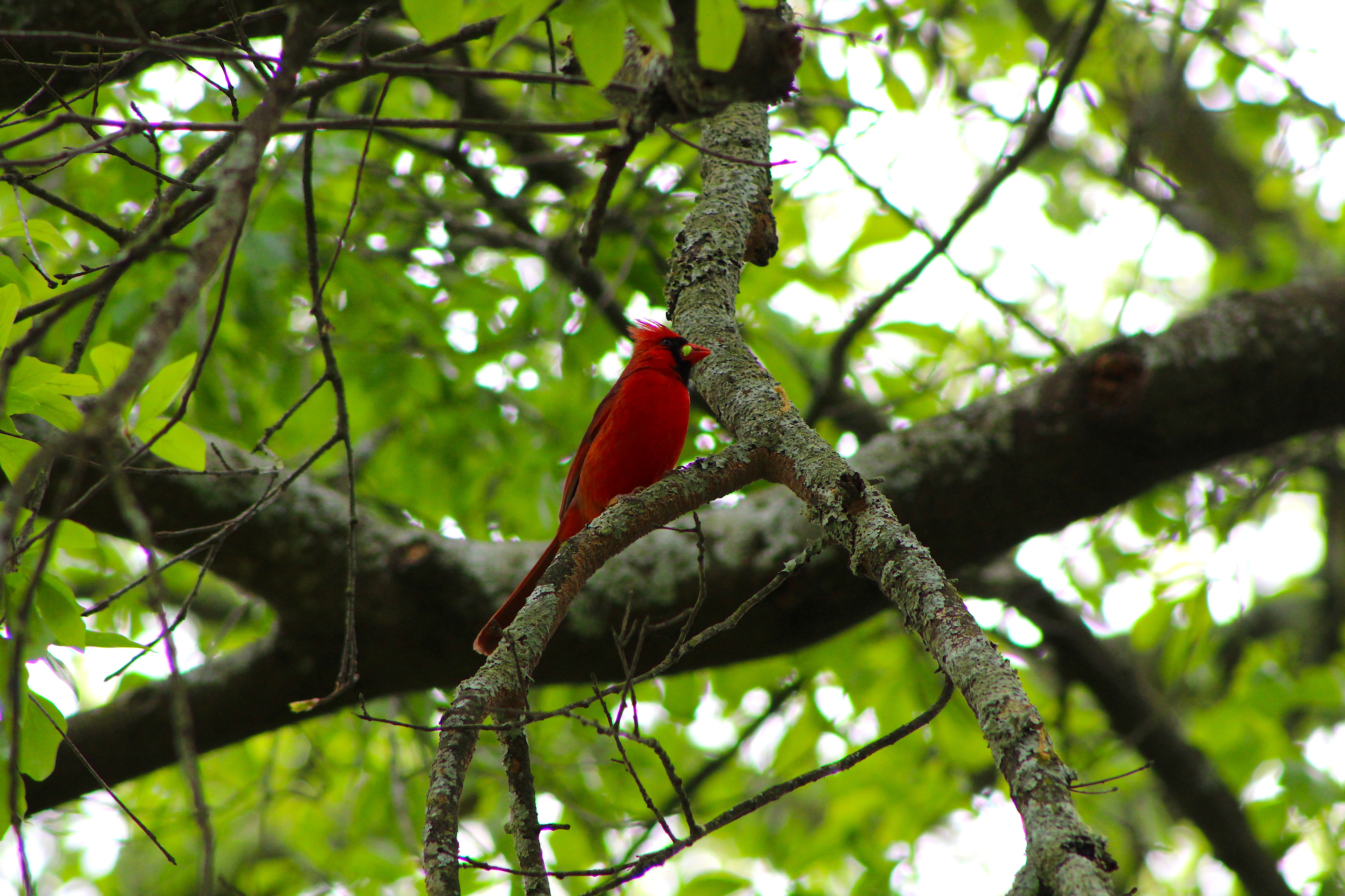 Northern Cardinal (male)