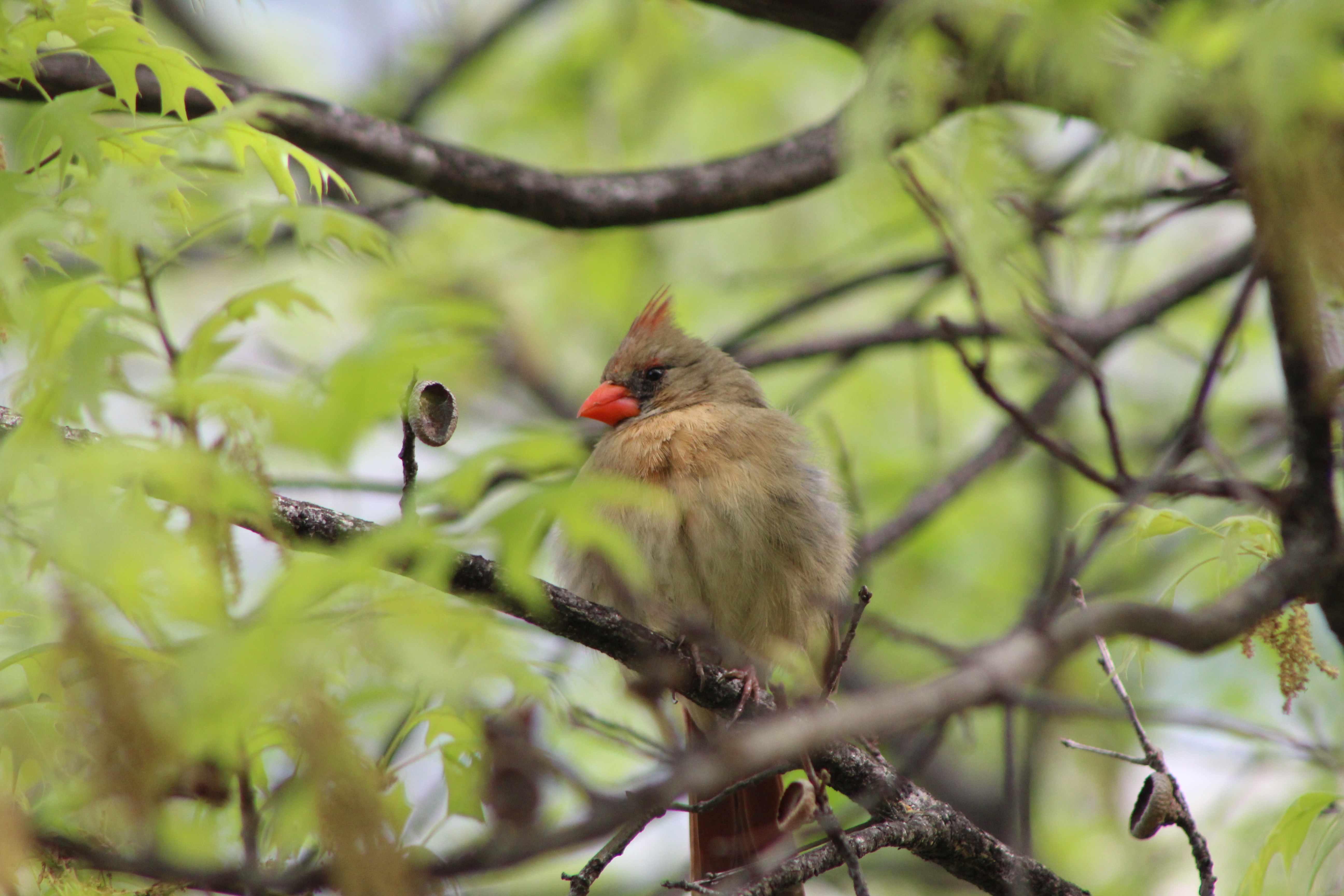 Northern Cardinal Female